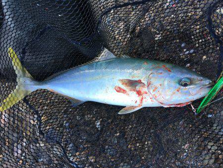 サゴシからツバスへ